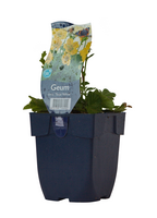 Geum coc. 'Tosai Yellow' - afbeelding 2