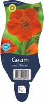 Geum coccineum 'Borisii'