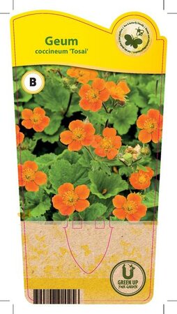 Geum coccineum 'Tosai'