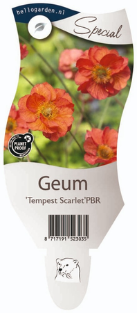 Geum 'Scarlett Tempest'