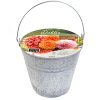 Gift bucket dahlia mix 3st