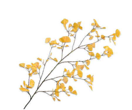 Ginkgotak l168cm geel
