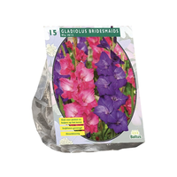 Gladiolus bridesmaids mix 15st