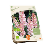 Gladiolus karma bio 7st