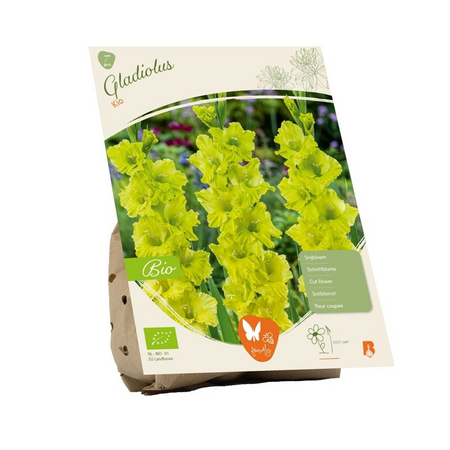 Gladiolus kio bio 7st