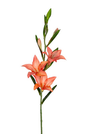 Gladiolus l70cm zalm