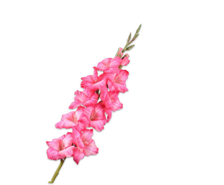 Gladioolsteel l101cm creme/roze