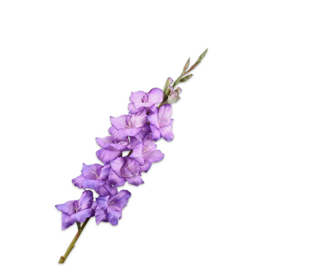 Gladioolsteel l101cm lavendel