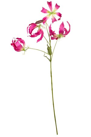 Gloriosasteel l95cm cerise