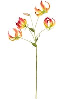 Gloriosasteel l95cm oranje