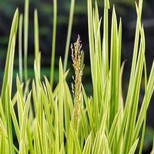 Glyceria maxima 'Variegata'