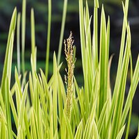 Glyceria maxima 'Variegata'
