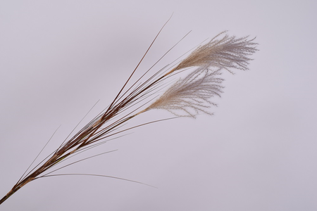 Graspluimsteel l111cm donkerroze (Zijde-tak)