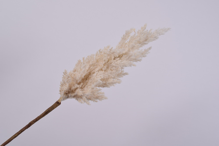 Graspluimsteel l86cm creme (Zijde-tak)
