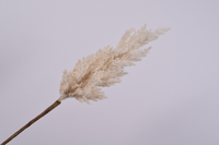 Graspluimsteel l86cm creme (Zijde-tak)