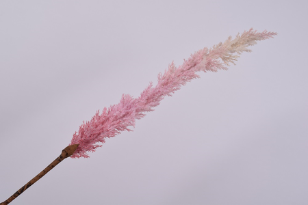 Graspluimsteel l99cm roze (Zijde-tak) - afbeelding 1
