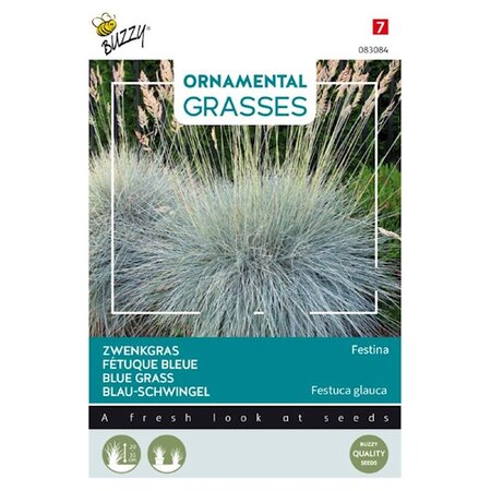 Grasses festuca blaue auslese