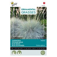 Grasses festuca blaue auslese