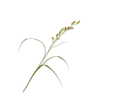 Grastak l108cm groen