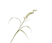 Grastak l108cm groen