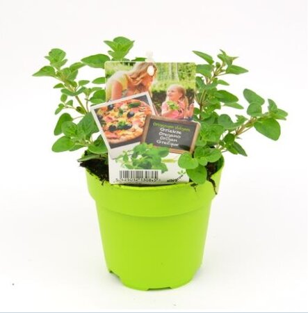 Griekse/Peper Oregano