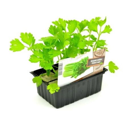Groene Selderij