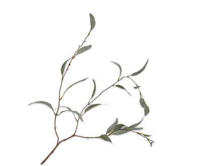 Groentak eucalypthus l96cm groen