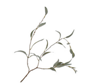 Groentak eucalypthus l96cm groen