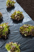 Grond afdekfolie h1.40b5m zwart - afbeelding 2