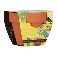 Grow gifts zonnebloem 30st.