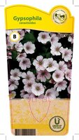 Gypsophila cerastioides