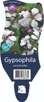Gypsophila cerastioides P11