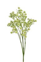 Gypsophila l70cm licht groen