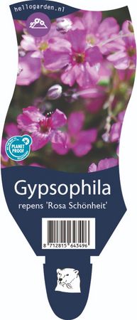 Gypsophila r. Rosa Schonheit P11