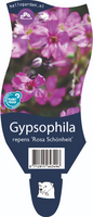 Gypsophila r. Rosa Schonheit P11