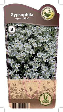 Gypsophila rep. 'Alba'