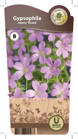 Gypsophila rep. 'Rosea'