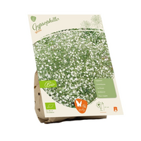 Gypsophilla bio wit 2st