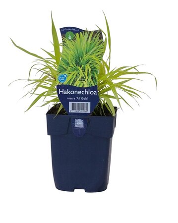 Hakonechloa mac. 'All Gold' - afbeelding 1