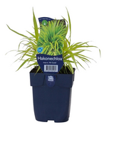 Hakonechloa mac. 'All Gold' - afbeelding 2