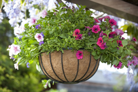 Hanging basket zwrt h20d35cm - afbeelding 3