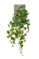 Hedera hanger l60cm groen header
