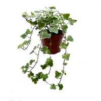 Hedera helix 'White Wonder' pot 13 cm