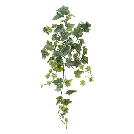 Hedera l58cm bont header