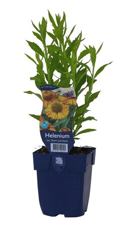 Helenium aut. 'Short & Sassy' - afbeelding 1