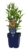 Helenium aut. 'Short & Sassy'