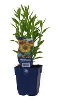 Helenium aut. 'Short & Sassy' - afbeelding 2