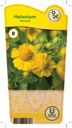 Helenium 'Kanaria'