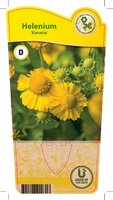Helenium 'Kanaria'