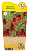 Helenium 'Moerheim Beauty'